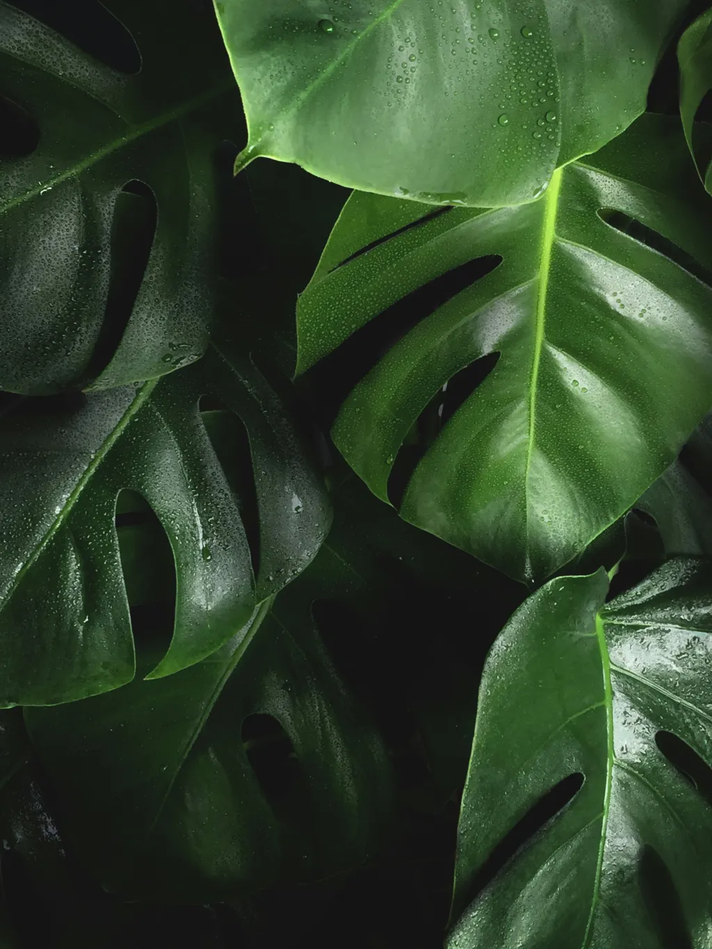 Nahaufnahme dunkelgrüner Monstera-Blätter mit glänzenden Wassertropfen